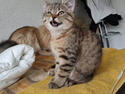 4 Süßes BKH und BLH-Kitten