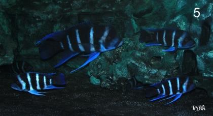 Blue Zaire Ktumba - Frontosa
