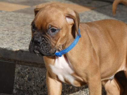 4 kleine Boxerwelpen