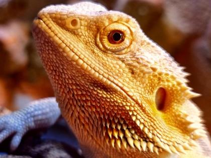 Bartagame weiblich zu verkaufen