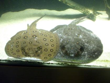 Potamotrygon Motoro