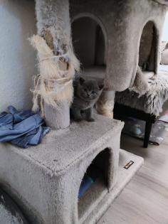 BKH Katzenbabys Reinrassige