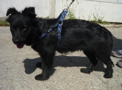 Katzenverträgliche Hundedame 2 Jahre klein sucht Zuhause