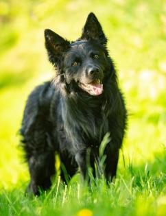 RAFFI - Mudi-Mix - 2 Jahre - Tierhilfe-Franken e. V.