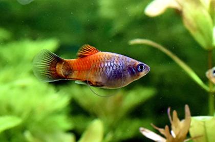 Platys eigene Zucht Versand/ Abholung