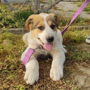 Angela / Status sucht ein Zuhause