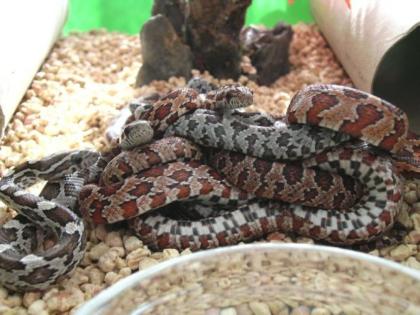 Pantherophis guttatus - Kornnattern ENZ 2022