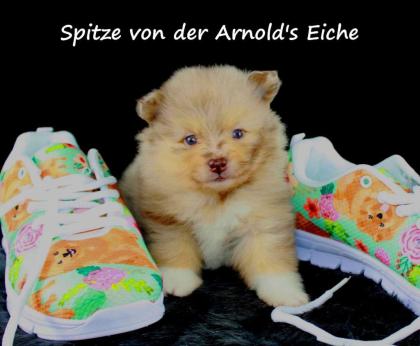 Pomeranianwelpen black-tan