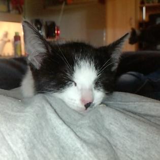 3 kleine süße verspielt Kitten suchen ein zuhause