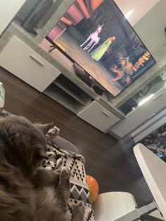 Mainecoon reinrassig