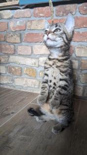 Katzenbabys Kitten Glückskatzen