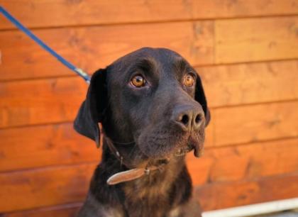 Kenia eine bezaubernde Labrador-Mix-Hündin