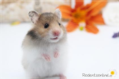 Zauberhafte zahme Goldhamster und Teddyhamster