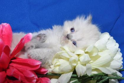 Reinrassige Perser Babys