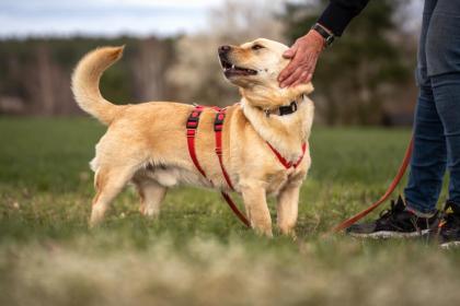 ARKOS - netter Labrador-Dackel-Mix - Tierhilfe-Franken e. V.