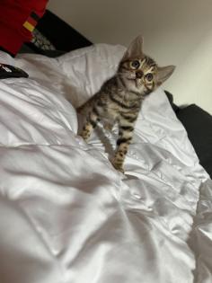 Bengal Jungen zu Verkaufen
