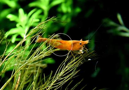 Orange Sakura Garnele Zwerggarnele reinerbig Versand/ Abholung