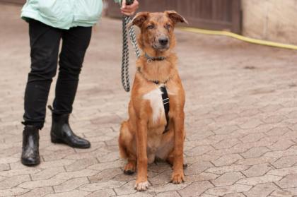 INDIO - Malinois-Aussi-Mix - 7 Monate - Tierhilfe-Franken e. V.