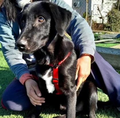 Lola sucht ein passendes Zuhause