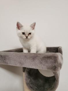 Bkh kitten männlich