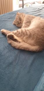 Scottish fold kitten