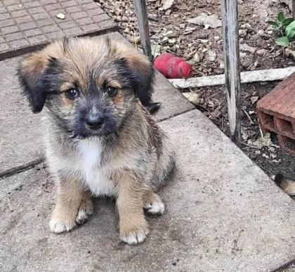 Mogli sucht ein passendes Zuhause