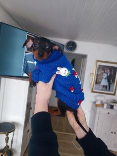 Zwei Zwergpinscher-Rüden suchen ein liebevolles Zuhause