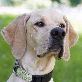PALOA - Englisch Pointer - 2 Jahre - Tierhilfe-Franken e. V.