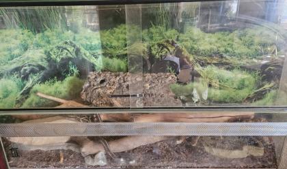 Königsnatter mit Terrarium