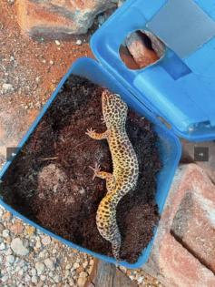 3 Leapardgeckos suchen ein neues Zuhause