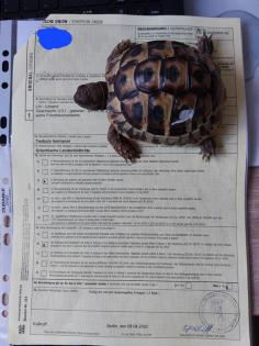 Zwei Griechische Landschildkröten thb