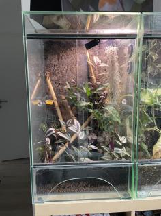 Phelsuma Robertmertensi
