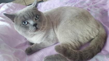 Reinrassige BKH blue point Kitten