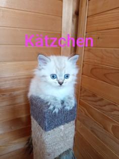 Kitten Heilige Birma