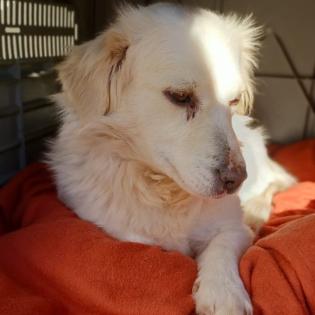 Suki / Status sucht ein Zuhause
