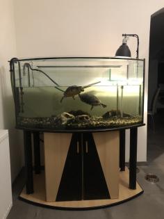 Wasserschildkröten Zubehör abzugeben