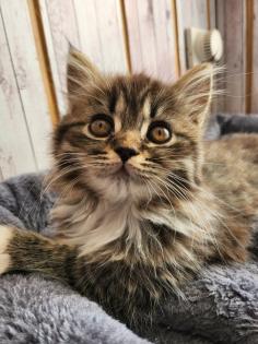 Maine Coon Perser Kitten