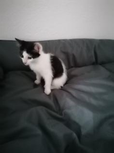 Katzenbabys Kitten Katze