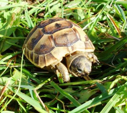 Maurische Landschildkröten Testudo graeca ibera eigene Nachzuchten von 2023 22 21 und 20.