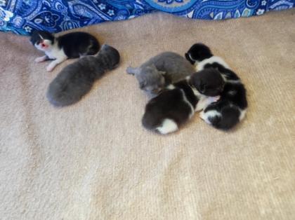 Perser kitten mit Nase