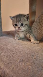 Zuckersüße BKh Kitten reinrassig suchen liebevolles Zuhause