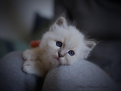 Heilige Birma Kitten mit Stammbaum aus Vereinsregistrierter Hobbyzucht