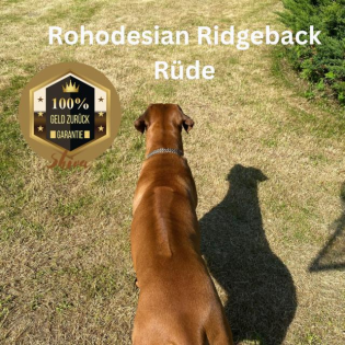 Deckrüde Rohodesian Ridgeback KEIN VERKAUF