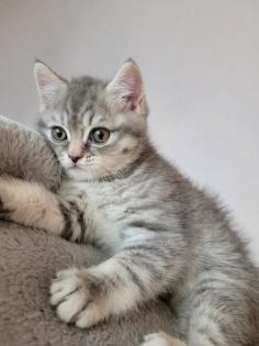 Bkh Kätzchen Jungen Black Silver Tabby Whiskas Bärchen