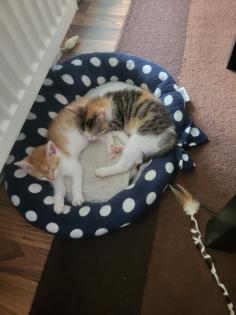 2 Katzen dringend abzugeben