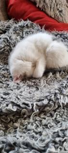 3 Miezis Hauskatzen absolut gesund