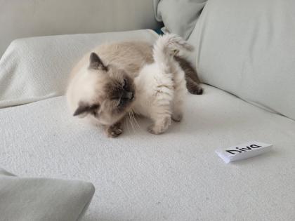 Reinrassige BLH Kitten in Blue Point suchen liebevolle Familie