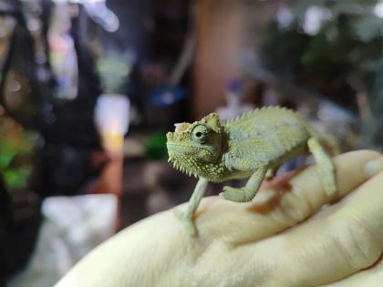 Helmchamäleon Zucht Trioceros Hoehnelii