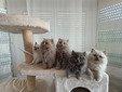 Britische-Langhaar Kitten 4 Männchen 1 Weibchen