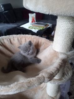 Reinrassige süße Britisch-Kurzhaar Kitten warten auf Dich